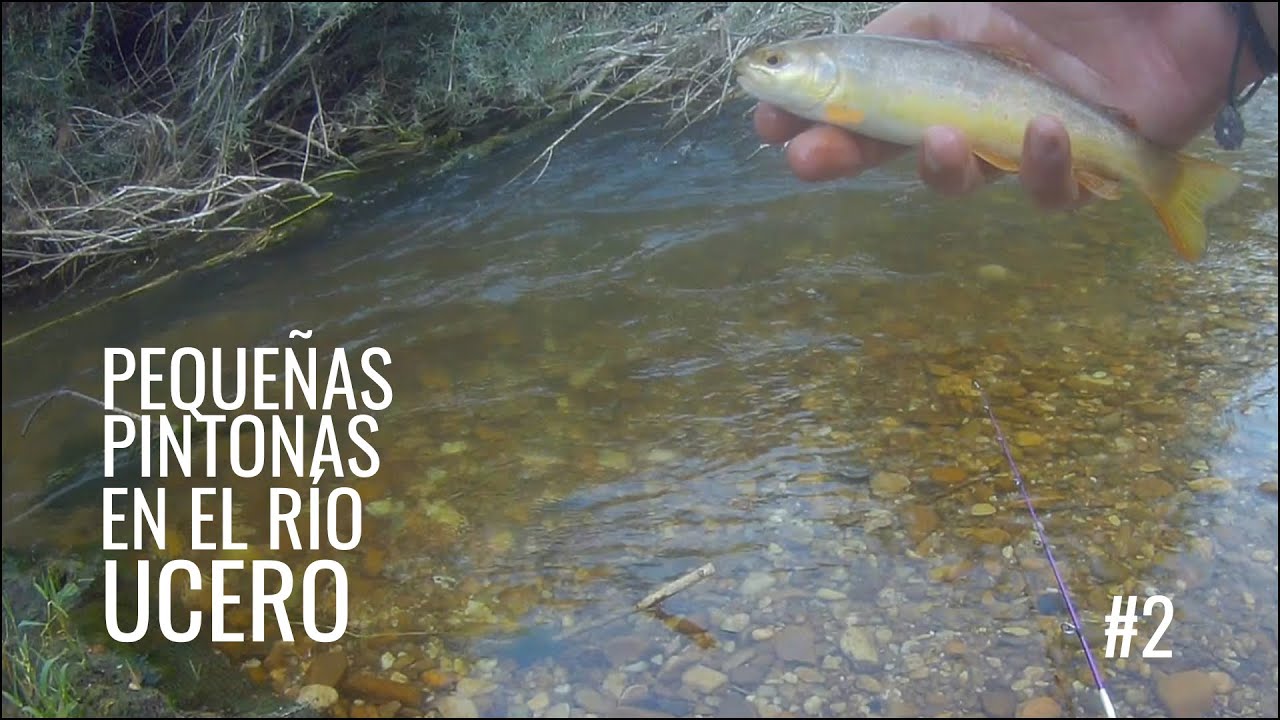 Pescando truchas con cucharilla en el Río Ucero | Soria