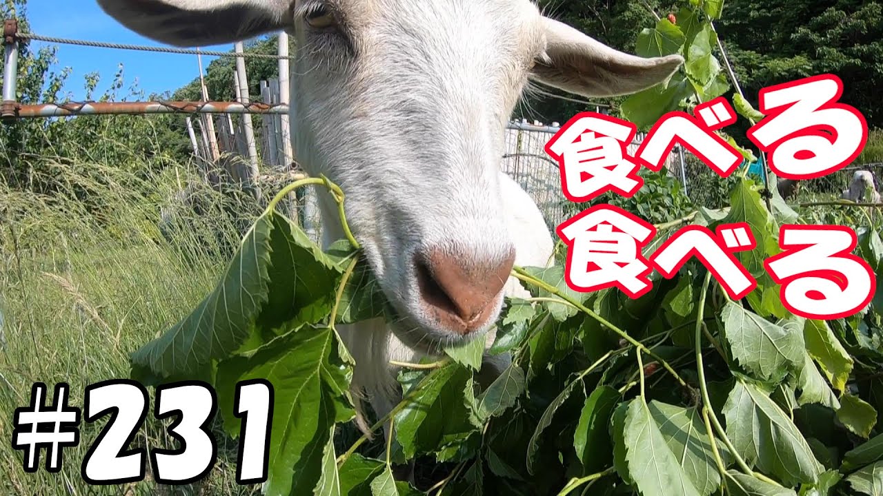 食べる・食べる！桑の葉食べる！！ヤギ達の日常  ＃２３１　おとぼけヤギ達に癒されて