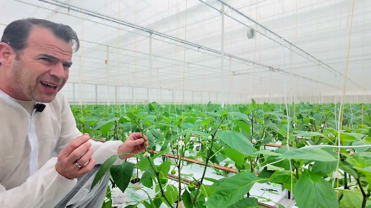 Dé resistente rode paprika! Teelt-update Week 7 - 2025