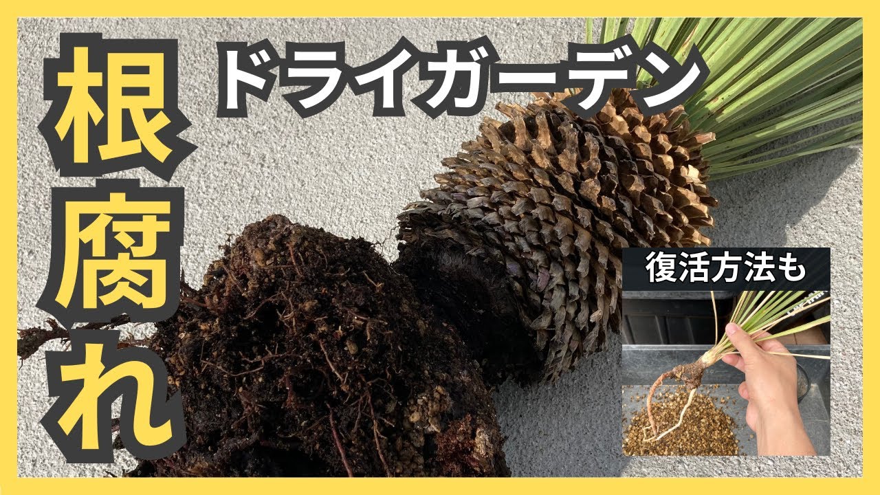 【ドライガーデンDIY】根腐れを回避！腐ったロストラータ復活方法も紹介【アガベ】【地植え】