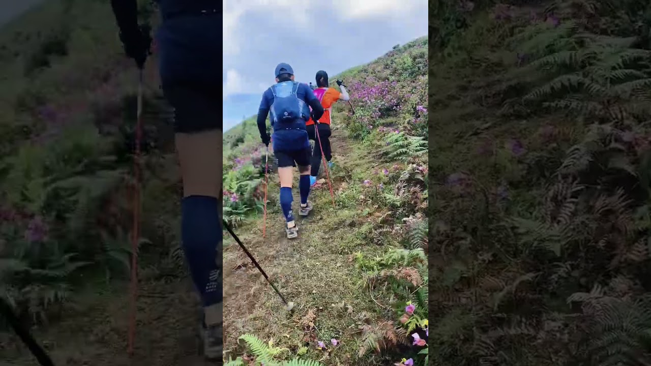 VMM 2023 | 50km | Sapa