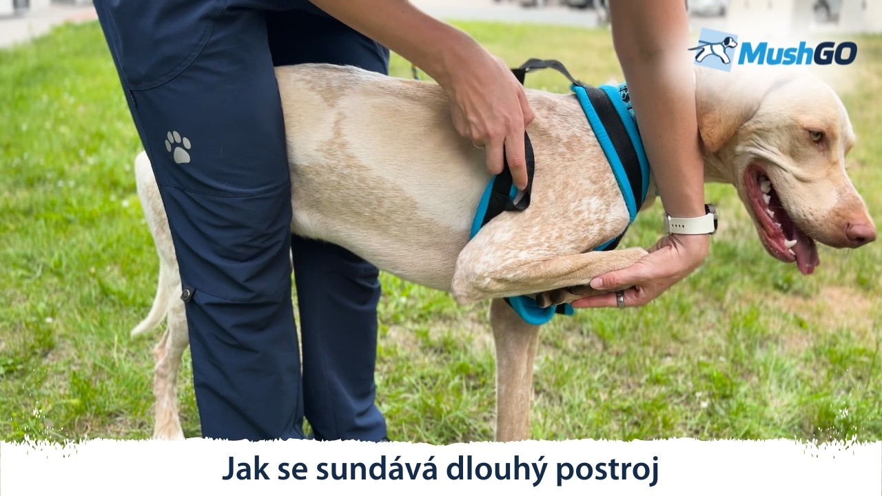 JAK SUNDAT PSOVI DLOUHÝ POSTROJ NA BĚHÁNÍ