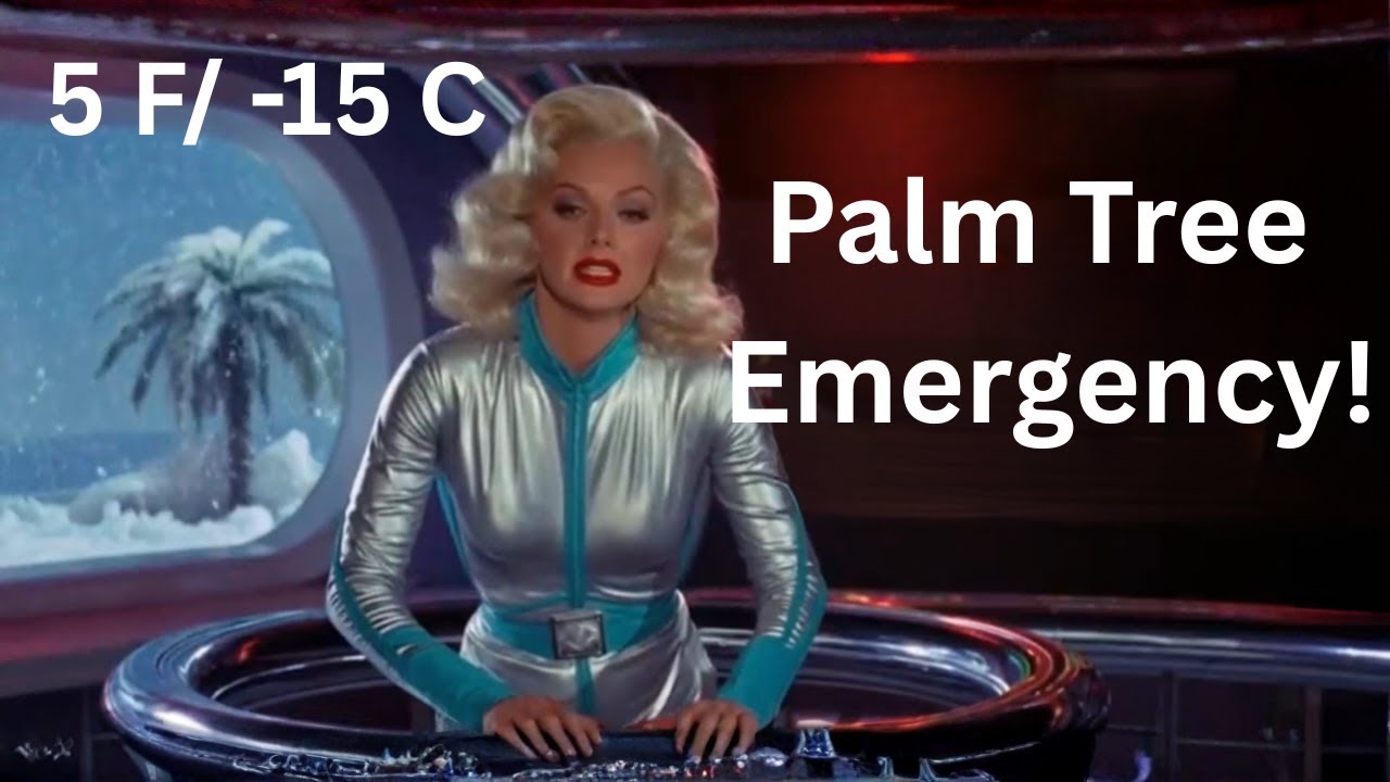 Palm Tree Emergency: Preparing for a 5°F Arctic Blast