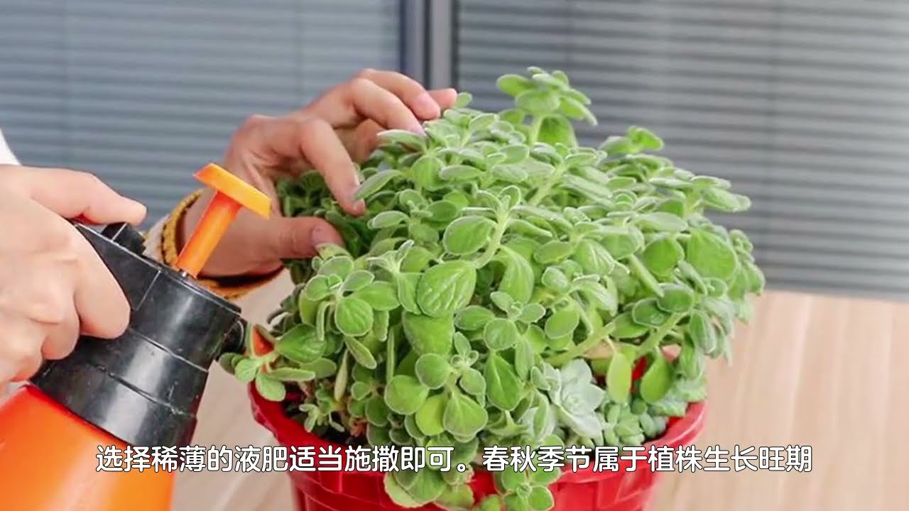 真的一碰就香吗？碰碰香的养殖方法