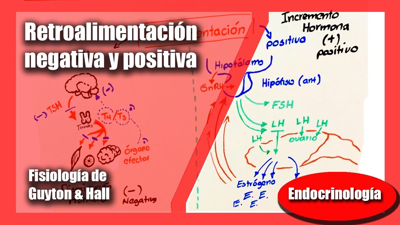 Retroalimentaci&oacute;n negativa y positiva | Fisiolog&iacute;a de Guyton & Hall (Andr&eacute;s Samaniego)