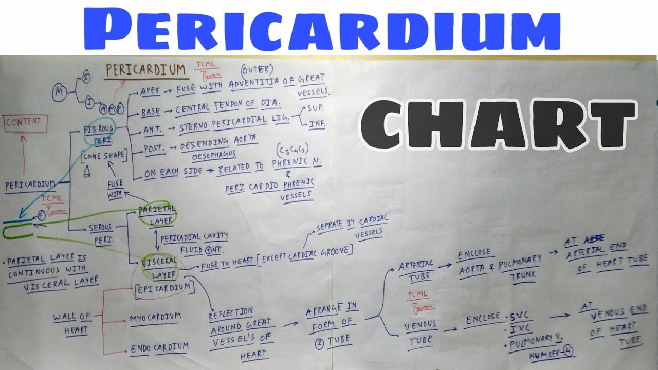 Pericardium | Part 2 | Parietal and Visceral Layer | Thorax Anatomy