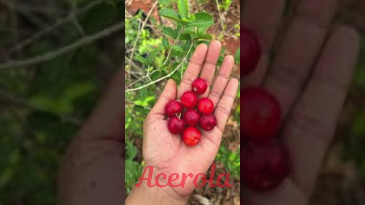 Fruits start with the letter “A” and are Reddish in color