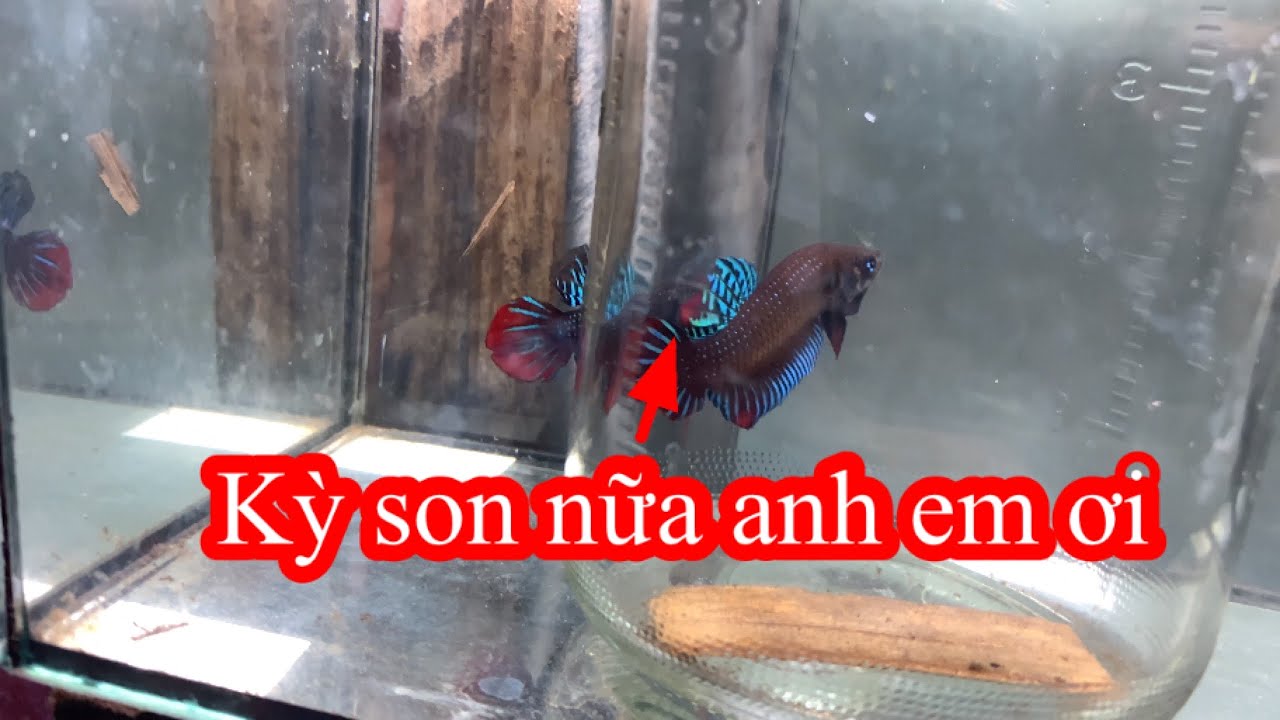 Cá Lia thia đồng kỳ son nữa anh em ơi