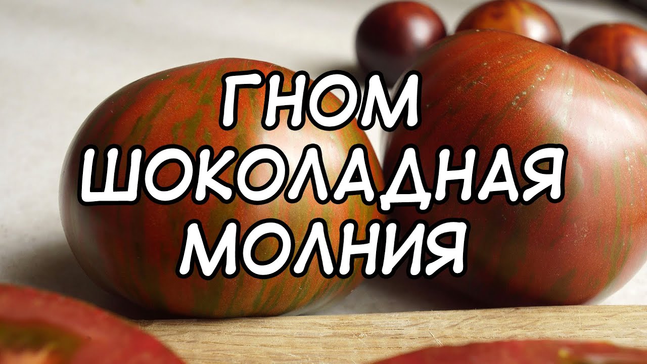 Коренастый томатный красавец! Гном Шоколадная Молния