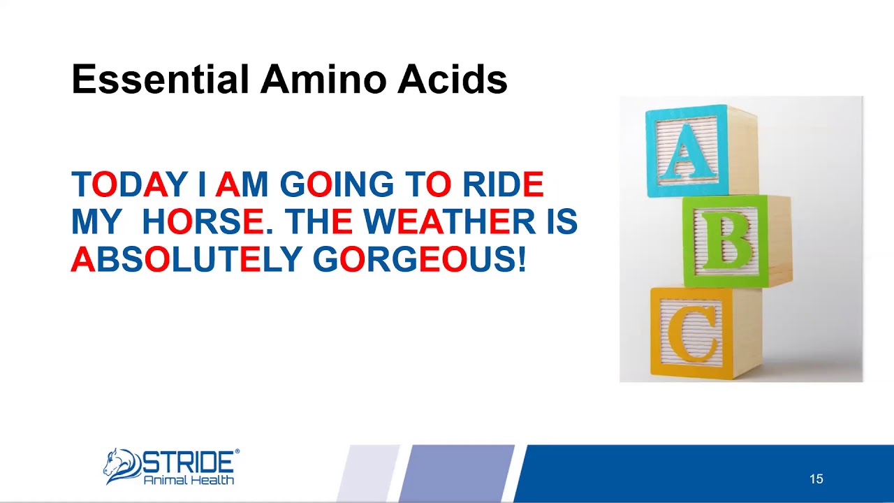 Amino Acid Support for Horses