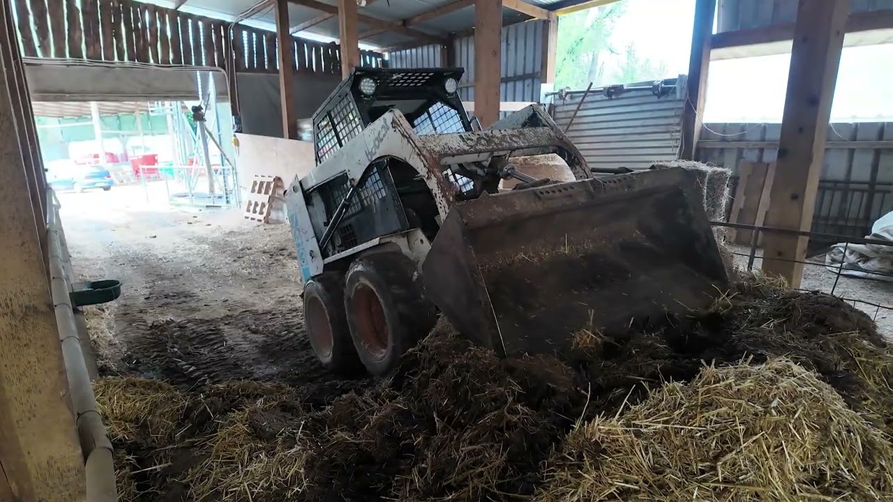 Sheep farm cleaning with a Bobcat 743 skid-steer