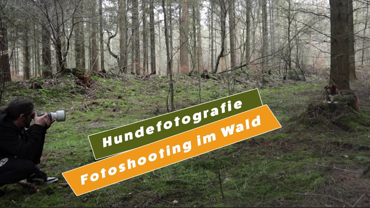 Fotoshooting im Wald | Hundefotografie
