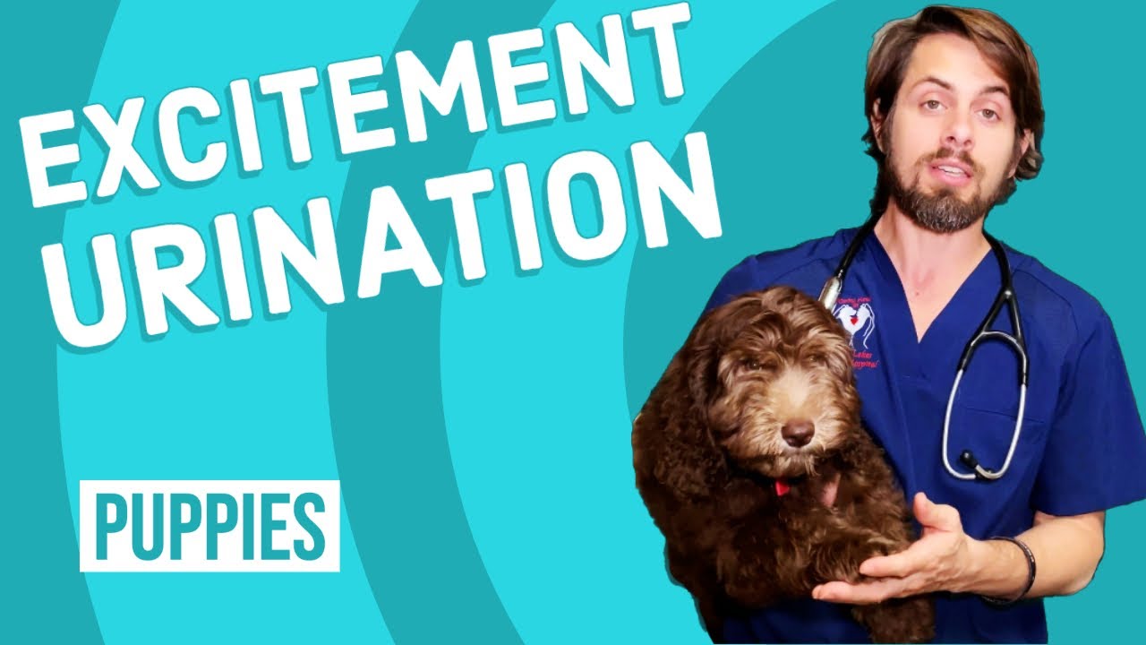 Excitement Urination in Dogs