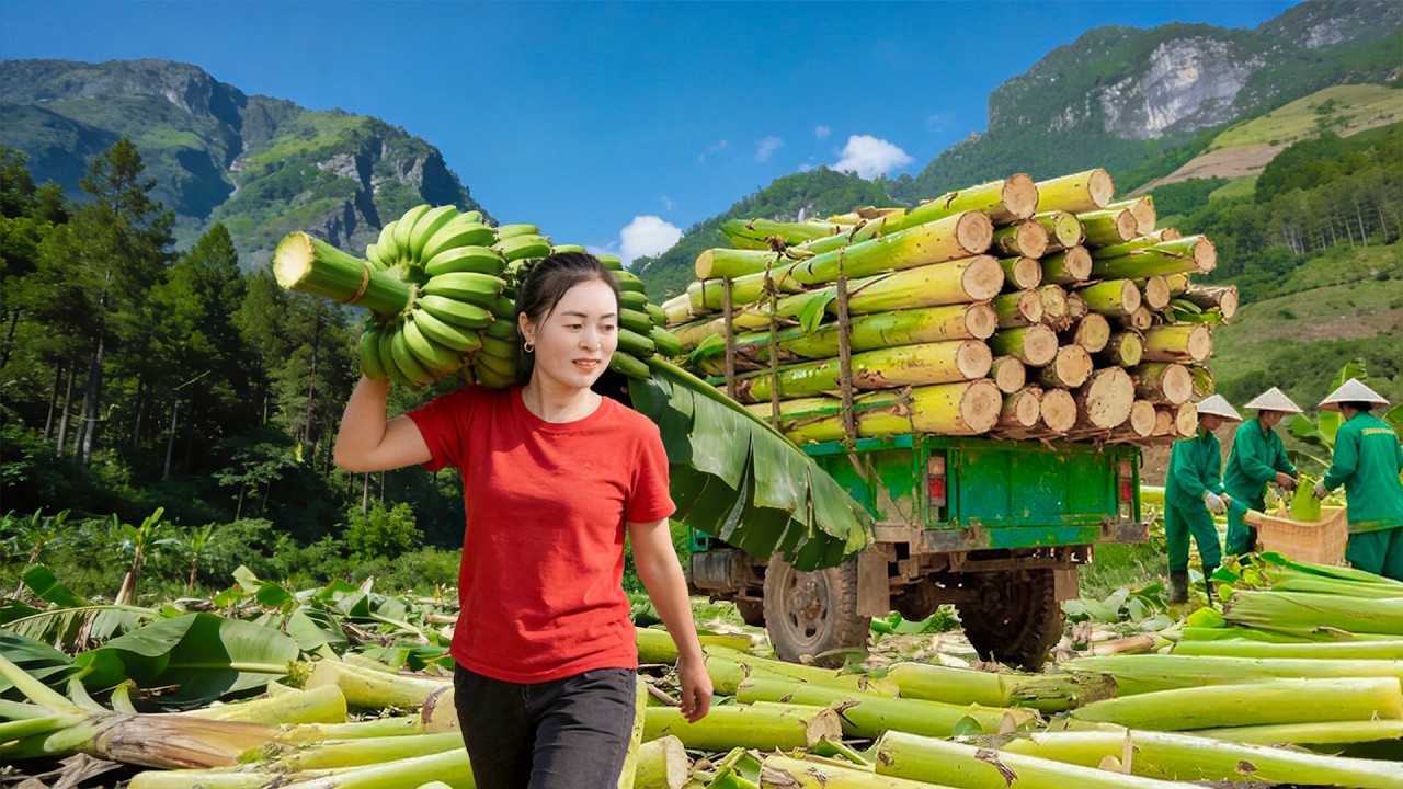 Transporting Banana Trees by Truck to Sell to Hien for Pig and Duck Feed | Farm Farm TV