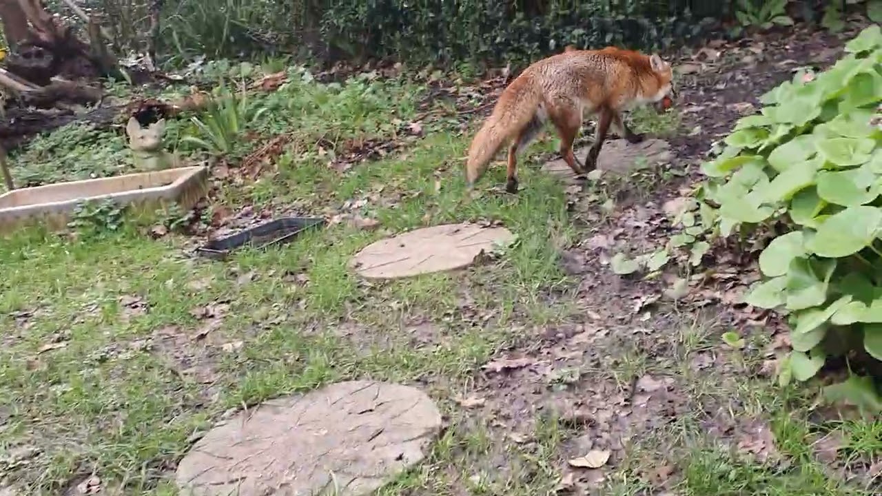 Lunch for the Vixen