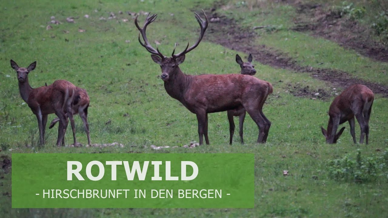 Die bayerische Jagdkönigin Diana auf der Pirsch nach dem König der Wälder