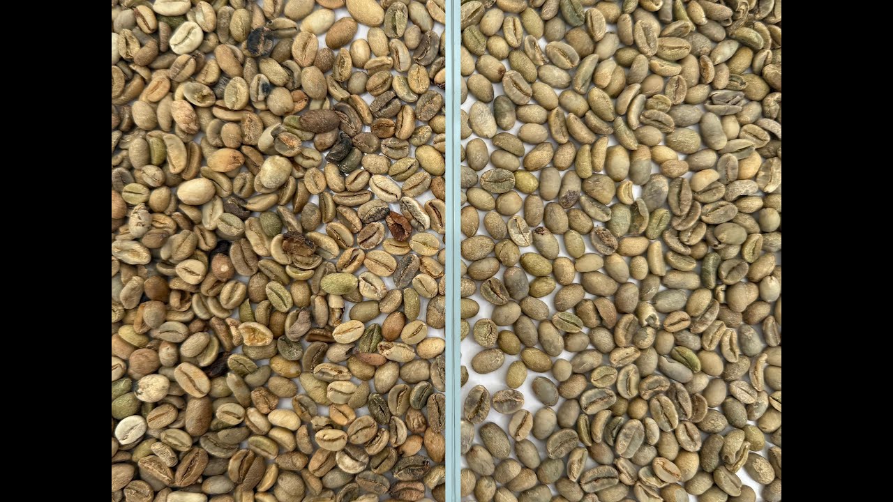 Green Coffee Beans Sorting---Anysort H-series for sorting defective green coffee beans