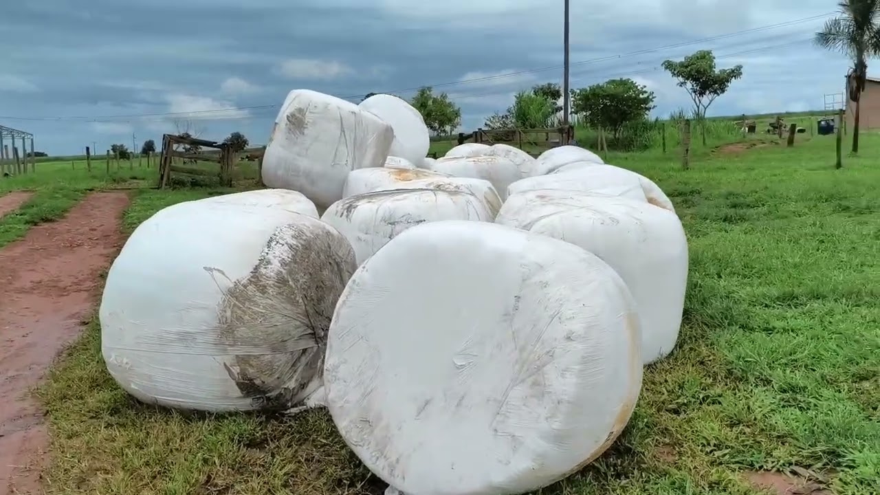 Pagar 300 reais a tonelada de silagem de milho e caro ou barato