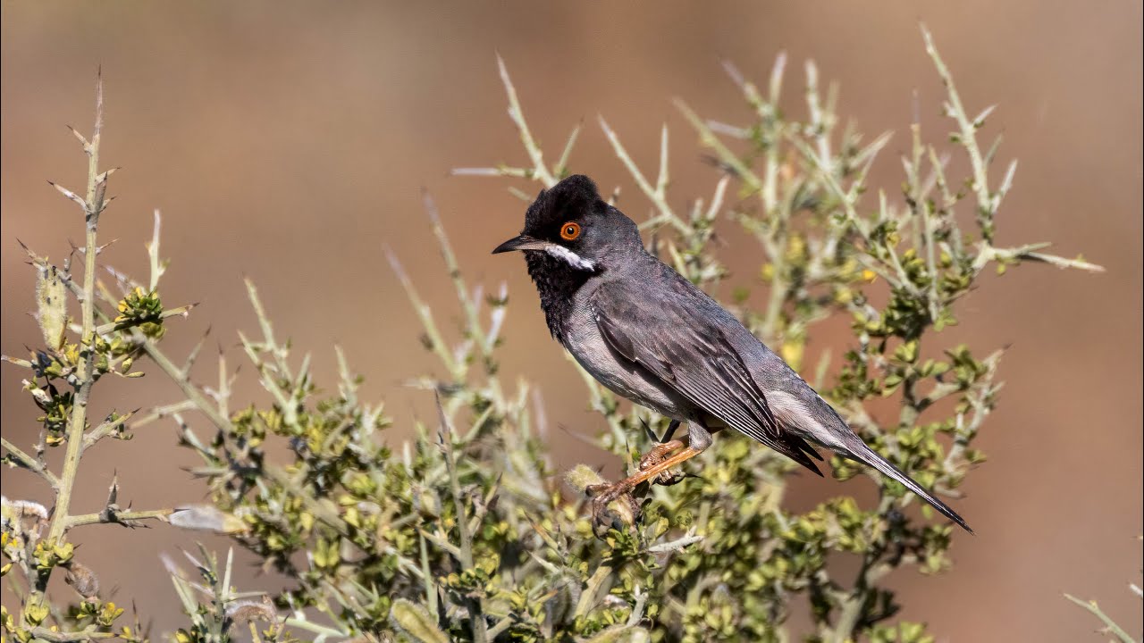 Lesvos birding 2024