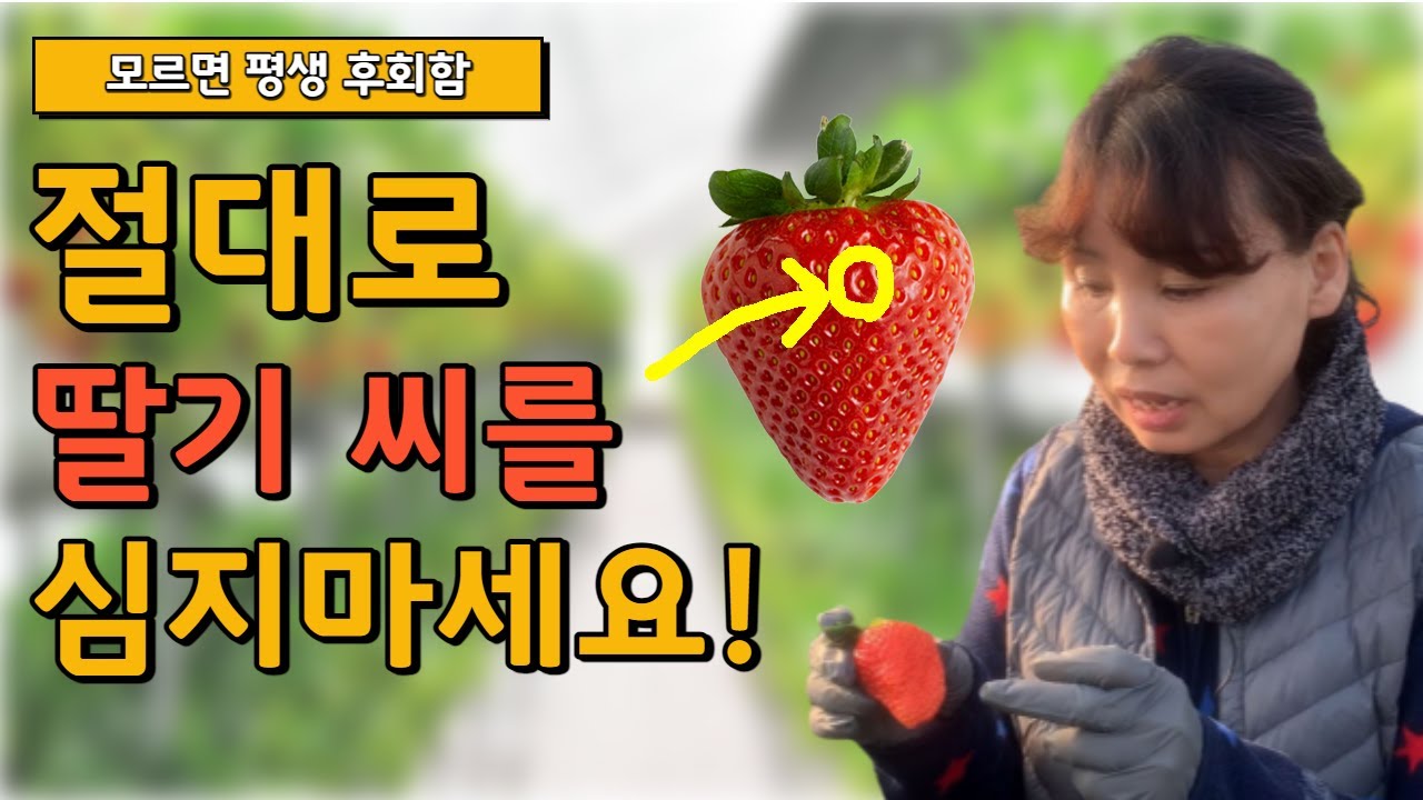 딸기 씨를 심지 않는 이유 ㅣ 딸기 키우기 , 딸기 씨, 딸기 심는법