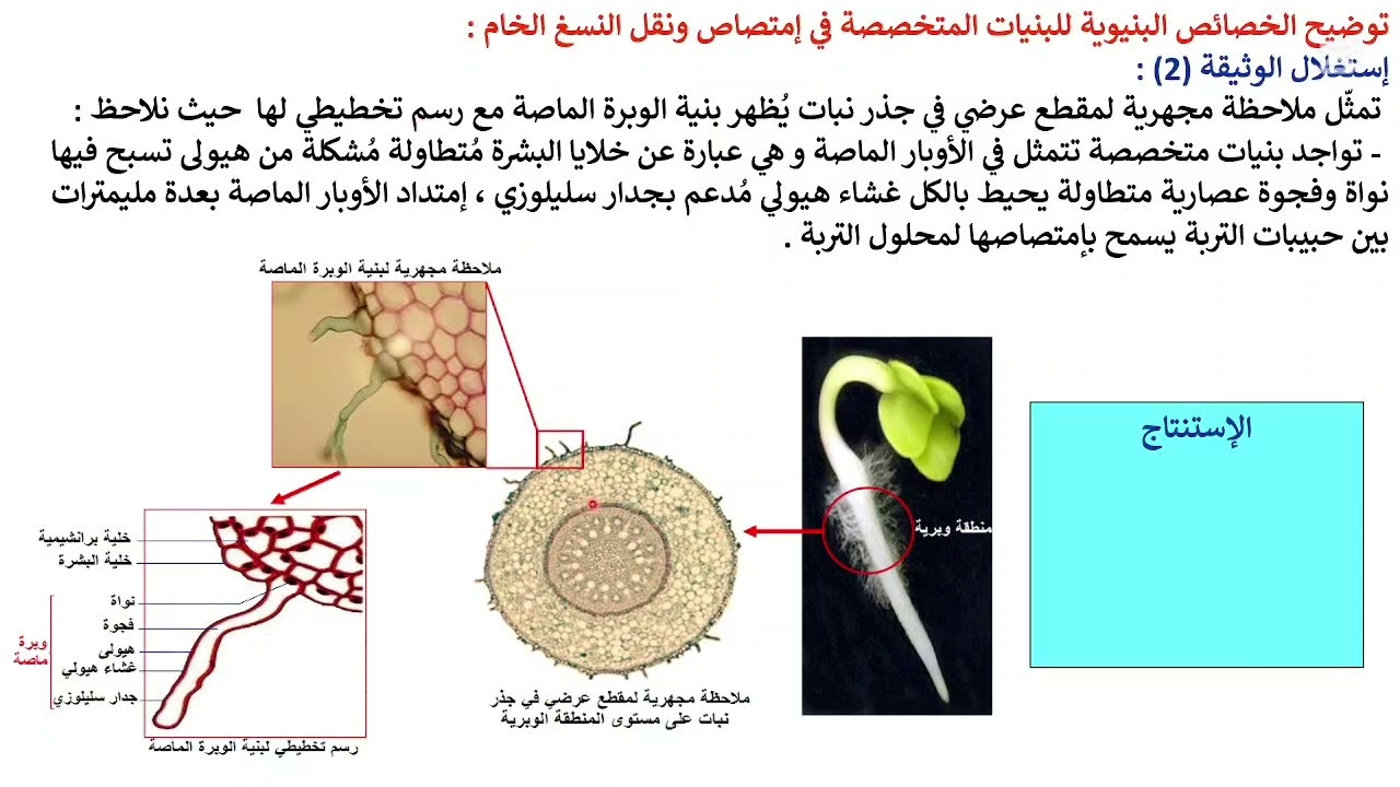 العناصر النسيجية لامتصاص ونقل النسغ الخام #سنة 1#العلوم الطبيعية#طور الثانوي