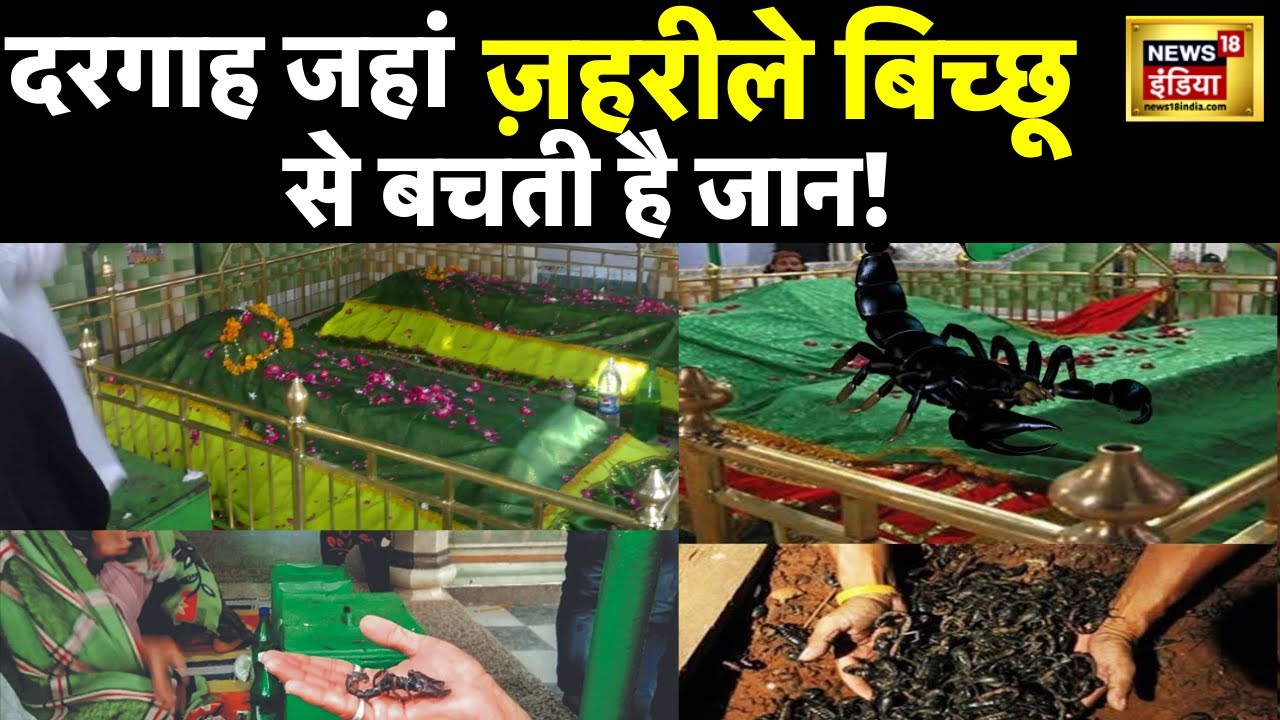 LIVE : दरगाह जहाँ ज़हरीले बिच्छू से बचती है जान! | Shah Wilayat | Amroha | UP | Dargah | Hindi News