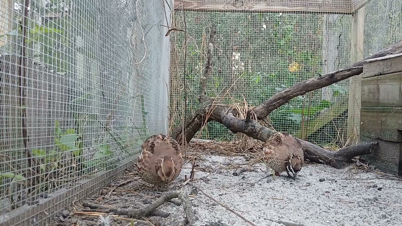 Winter in the Bobwhite pen