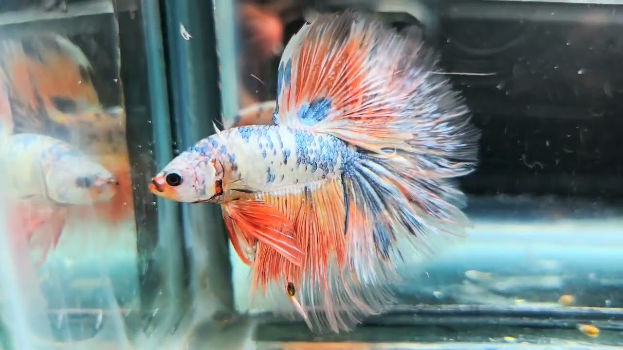 Fullmoon betta for sale