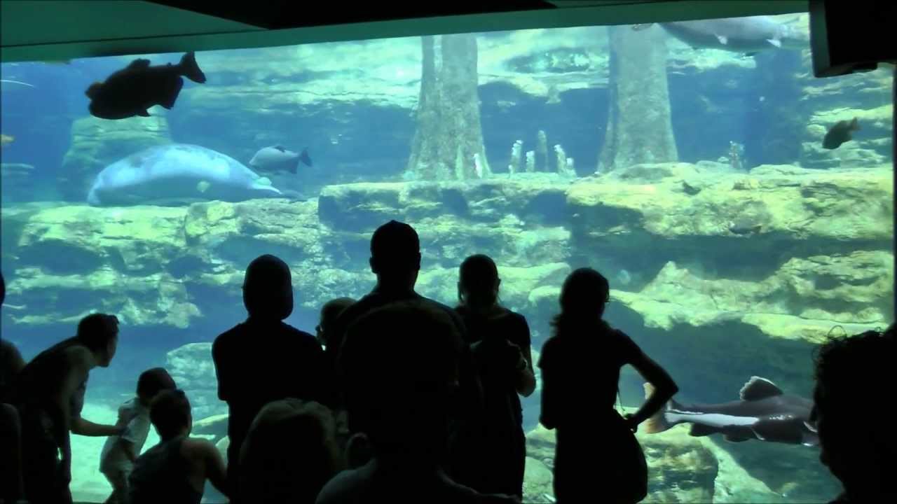TurtleTrek, SeaWorld Orlando