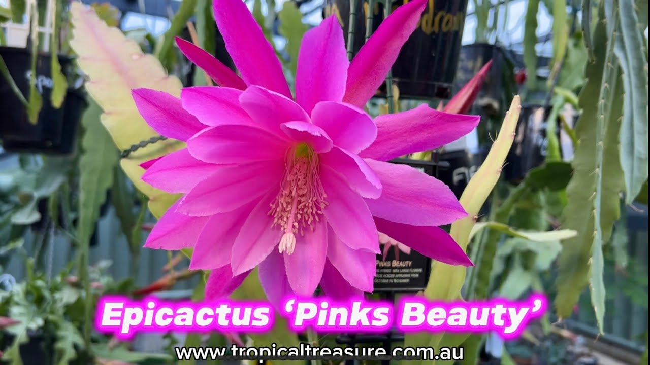 Epicactus &lsquo;Pinks Beauty&rsquo;