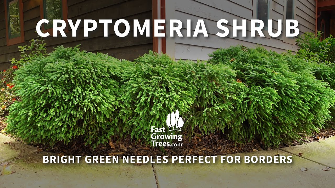 Cryptomeria Shrub - Attractive Dome Shaped Shrub