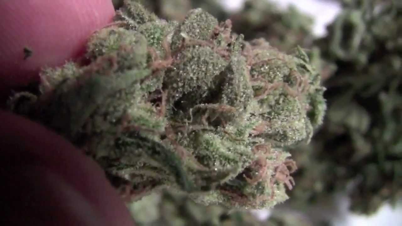 SUPER LEMON HAZE / FIRE OG NUGPORN