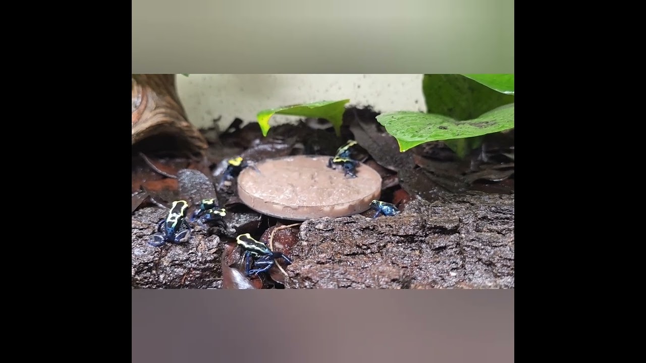 Cobalt Poison Dart Frog Froglets eating springtails and clay bath. 