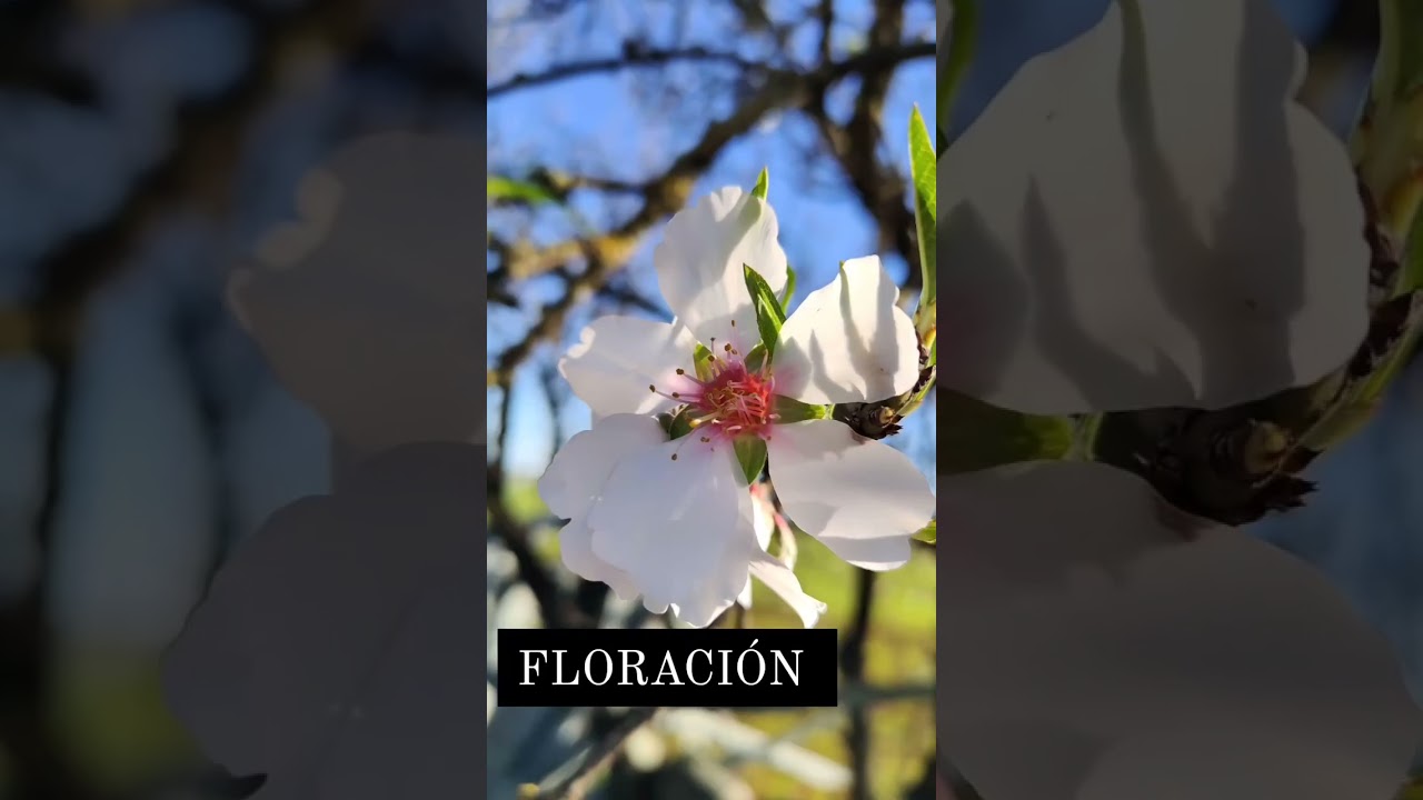 Estados fenol&oacute;gicos de la flor en almendro 🌸 #agricultura #agriculture #flor #almendro #harvest #IF