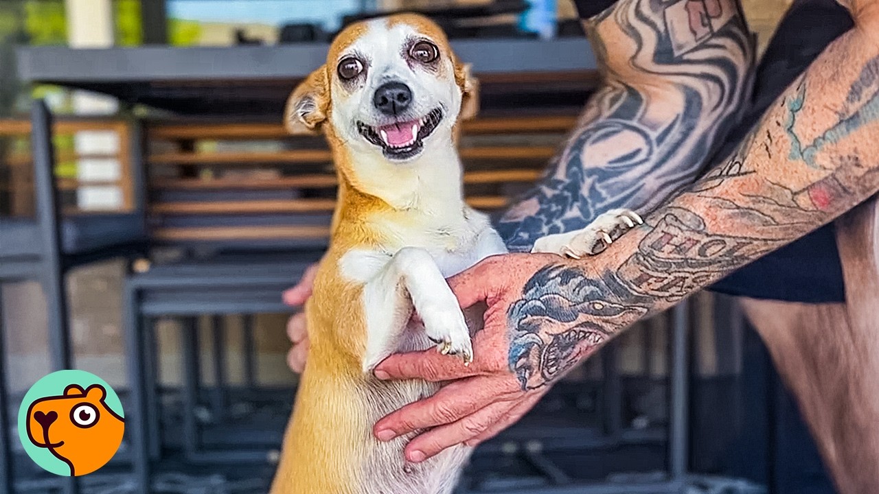 Neighbor's Dog Bonds With a Man Who Lost His Pets - and Won’t Leave His Side