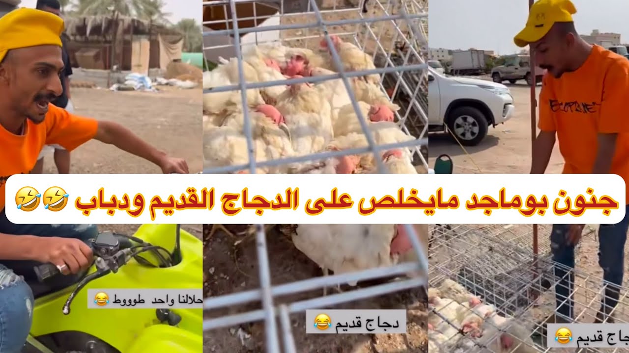 جنون بوماجد مايخلص على الدجاج القديم ودباب 🤣🤣#ابتاه