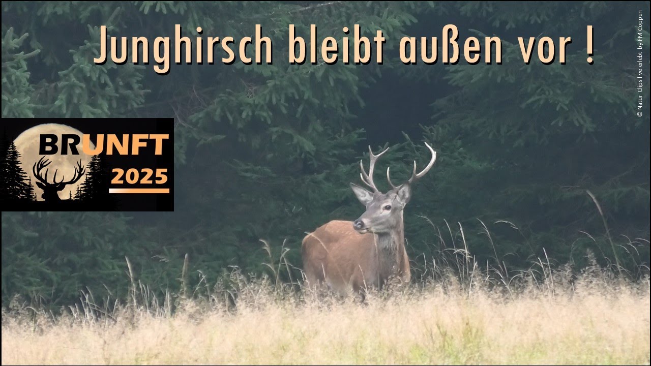 Junghirsch bleibt außen vor ! 