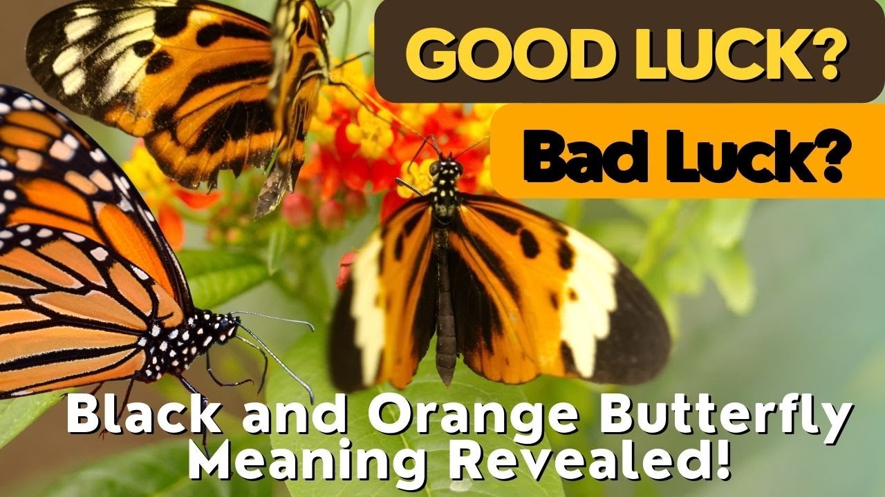 Unlocking the Mysteries: Black and Orange Butterfly Meaning Revealed!