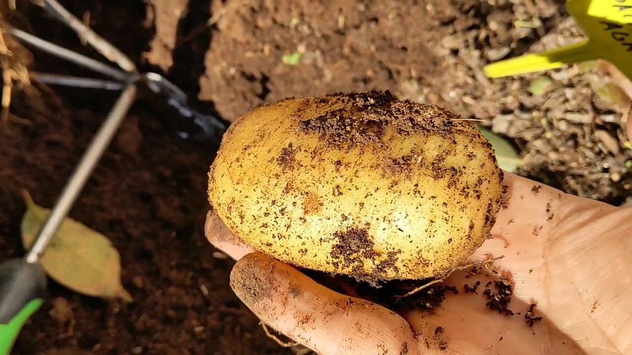 Cosecha de patatas tard&iacute;a variedad agria (a&ntilde;o 2019)