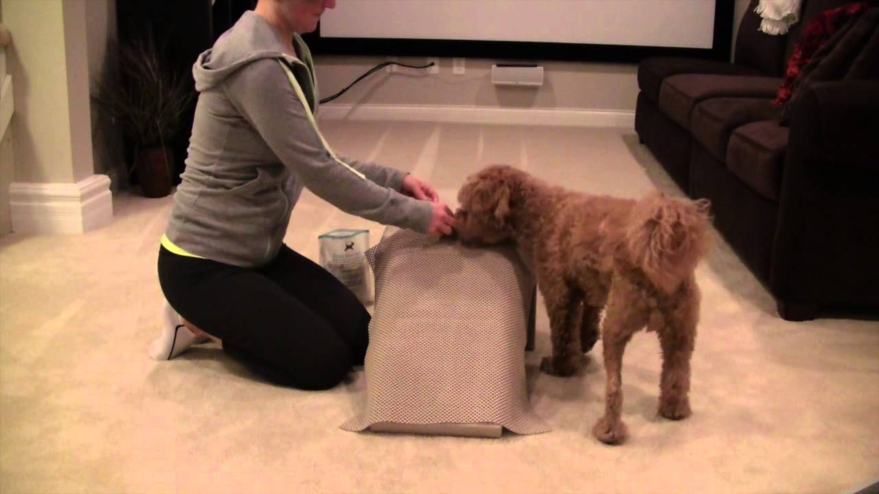 Hank Post Medial Patellar Luxation Surgery (Weeks 9-10)