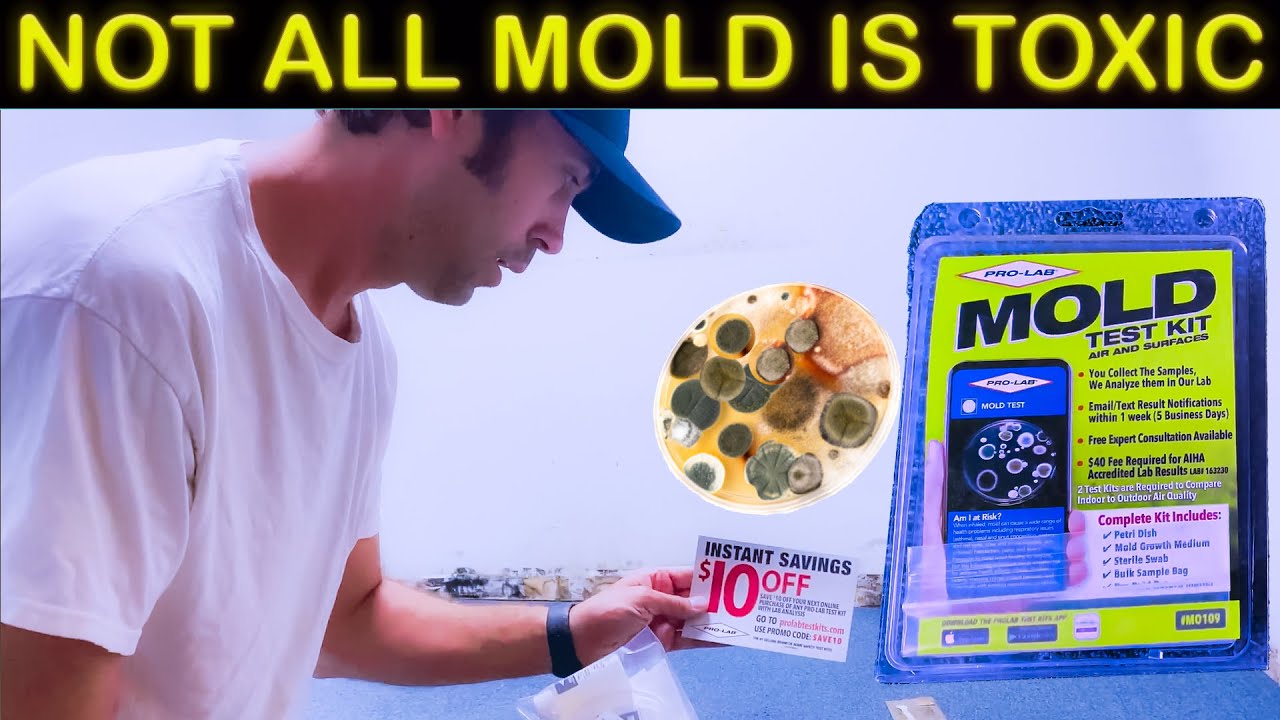 Mold in your house? DIY Test kit with results