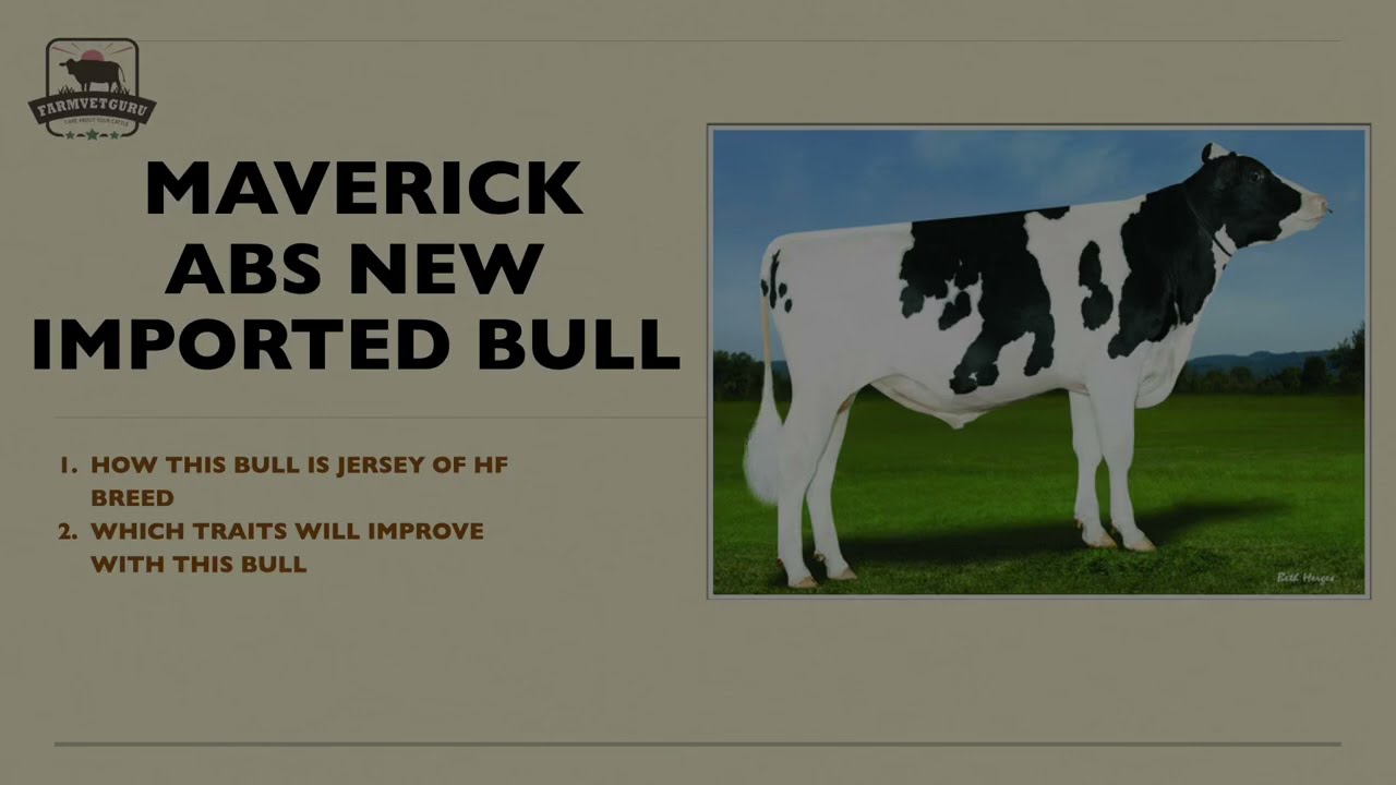 MAVERICK NEW ABS HF IMPORTED BULL 2025:Best for heifers| Comparison with AHEAD [WWS ] AND CRI TIPTOP