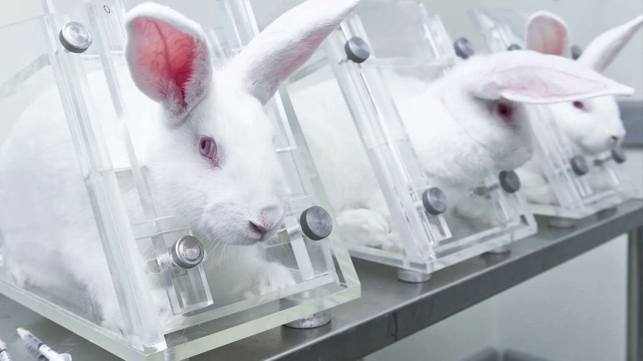 Stop Animal Testing for Makeup PSA by: Sara G.