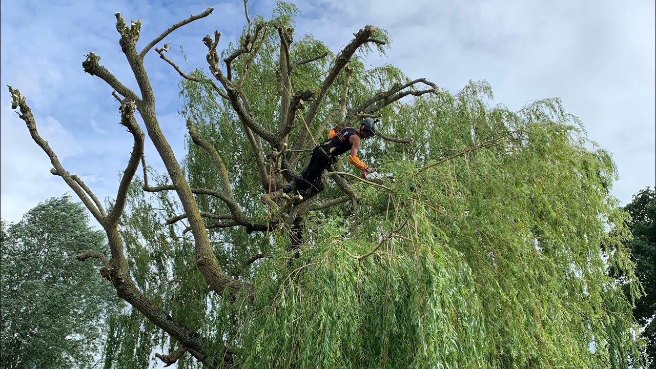 Pollarding a large Golden Weeping Willow tree