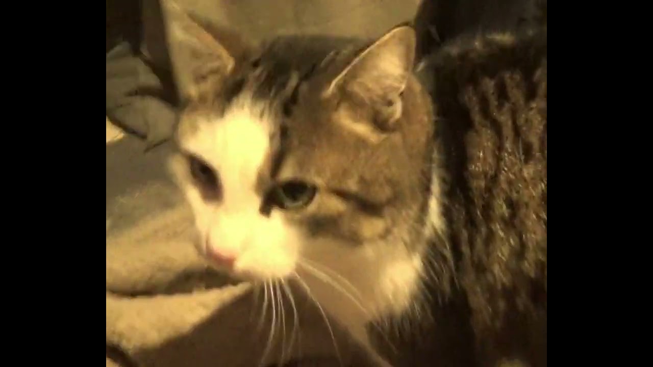 cuddly one- someday i will feel better