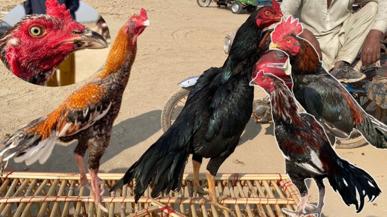 Aseel Murgh Mandi Mamo Kanjan||ASEEL MURGH MANDI|| #aseelmandi #aseelmurga @azeembirdsvlog-m9e 