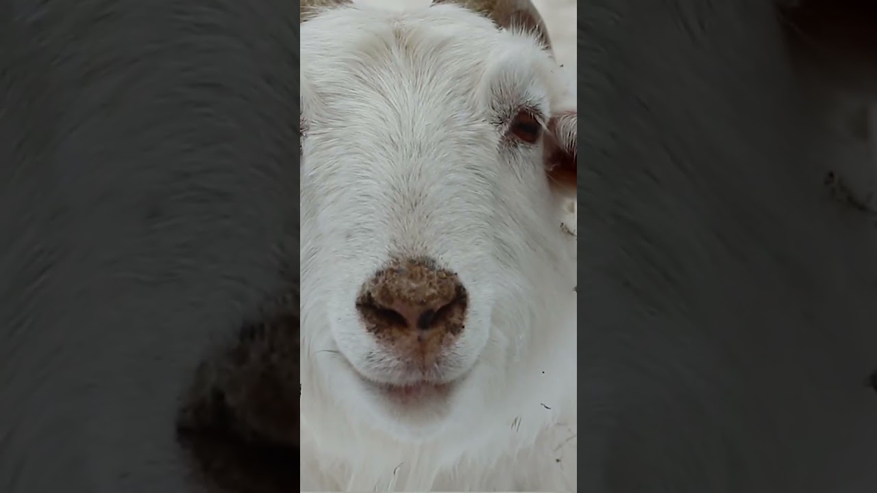 Did you know one cashmere sweater requires up to 10 goats worth of #cashmere? #goats #luxuryclothing