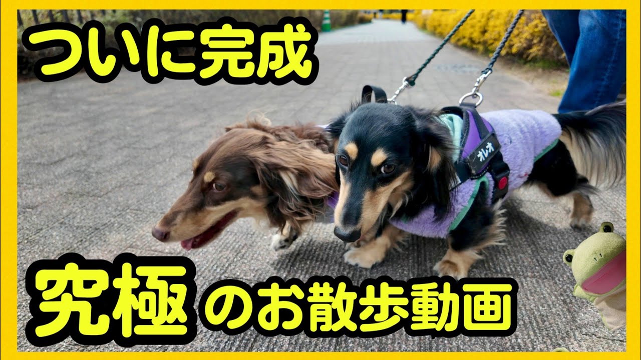 【念願】ダックス兄弟のお散歩を正面から撮影出来ました