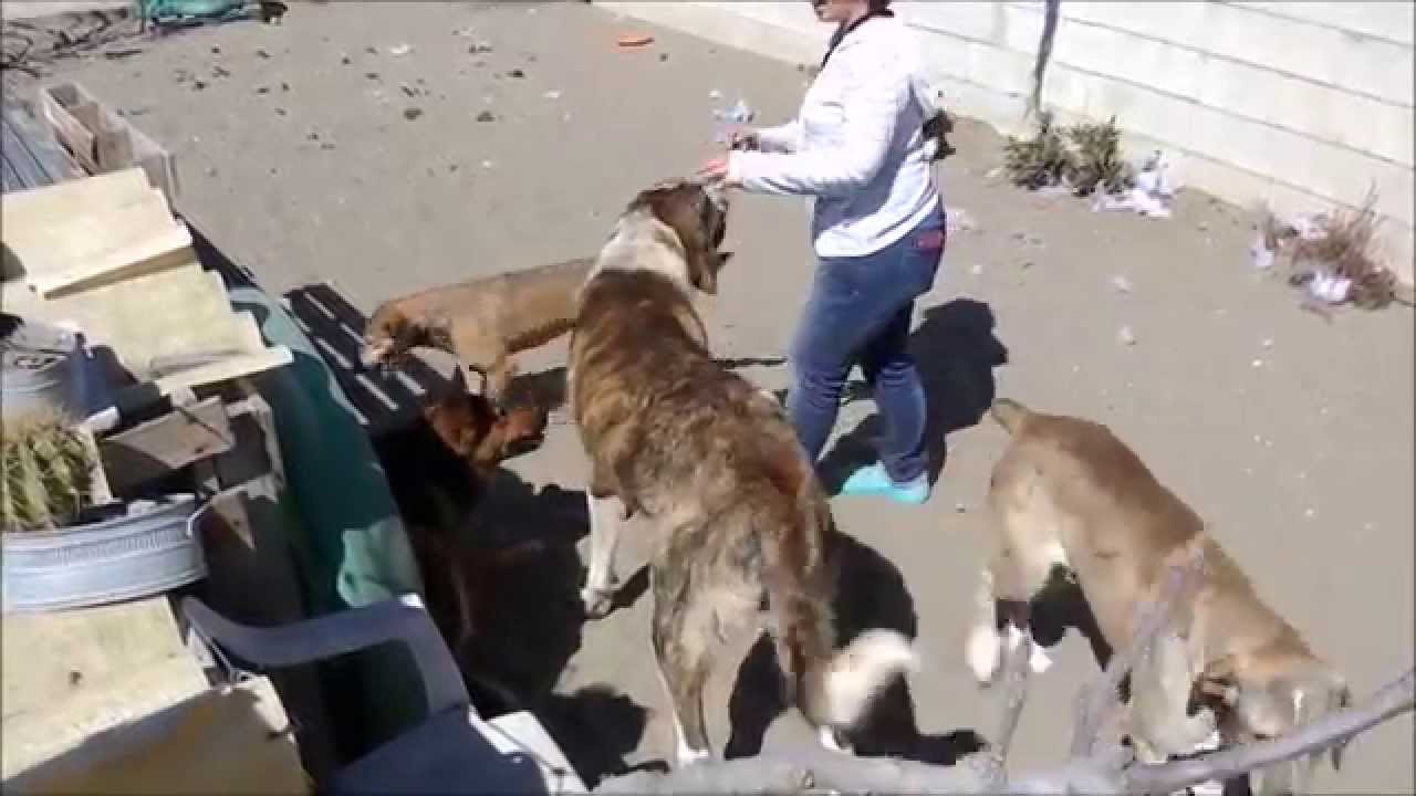 Animalinneed: Donald and friends in the park