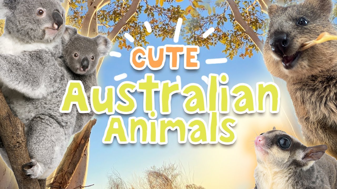 Cute Australian Animals: Habitats, Diets and Features #cuddlycreatures #animalfactsforkids